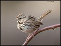 _4SB5447 lincoln sparrow